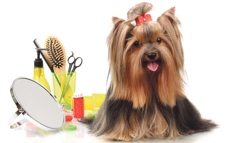 Peluqueria Canina