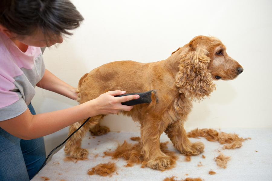 Peluqueria Canina