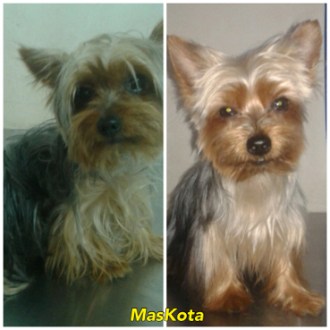 Peluqueria canina Peluqueria canina