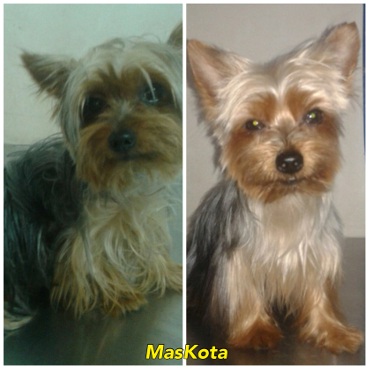 Peluqueria canina