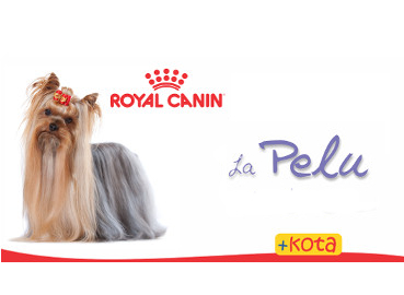 Peluqueria canina Peluqueria canina en Providencia