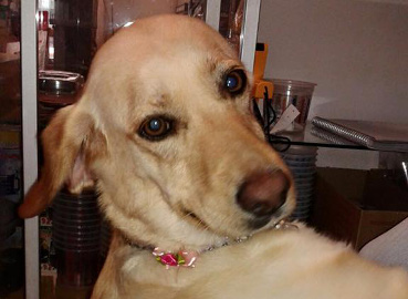 Peluqueria para perros Peluqueria canina